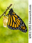 borboleta monarca, nascimento