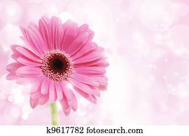 Pink Gerbera Daisy