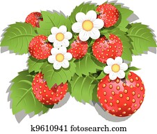 strawberry bush strawberry bush