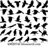 Bird carrion crow Bird carrion crow