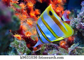 Marine tropical fish