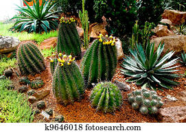 The Cactus The Cactus