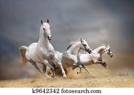 white horses white horses