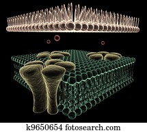 Ion Channels of a Cell