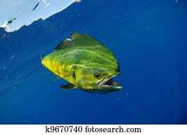 Mahi mahi swimming in ocean