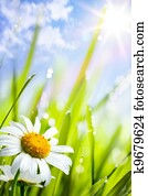 natural summer background with daisies flowers in grass