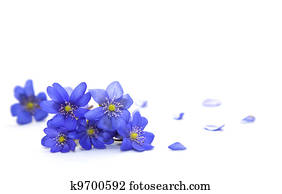 Spring flowers. Spring flowers.