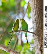 ｾｷｾｲｲﾝｺ ありなさい キスされた 上に ブランチ 写真館 イメージ館 K Fotosearch