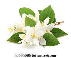 ジャスミン 春の花 フレーム 白 バックグラウンド ストックイメージ K Fotosearch