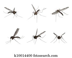 蚊 写真館 イメージ館 K Fotosearch