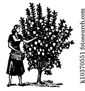 A black and white version of a woman picking apples from a tree A black and white version of a woman picking apples from a tree