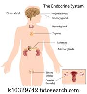 a, endocrine, sistema, eps10