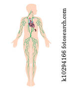 a, sistema lymphatic, eps10