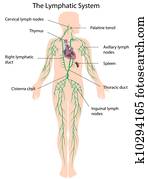 a, sistema lymphatic, etiquetado, eps10