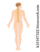 a, sistema nervoso, eps8
