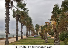a storm wind stirred the palms of the coast a storm wind stirred the palms of the coast