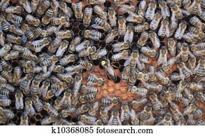 abejas