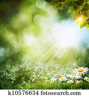 abstratos, verão, fundos, com, margarida, flores