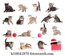 Adorable kittens collection. Little funny cats isolated on white. Adorable kittens collection. Little funny cats isolated on white.