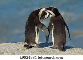 African penguins