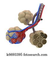 alvéolos, em, pulmões