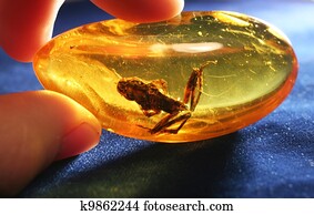 Amber Amber