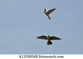 American Kestrel Chasing Merlin