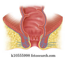 anal, canal
