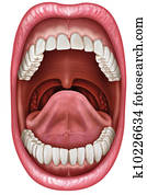 Anatomy mouth Anatomy mouth