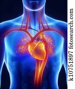 Anatomy of circulatory system Anatomy of circulatory system