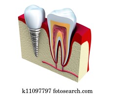 Anatomy of healthy teeth Anatomy of healthy teeth