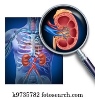 Anatomy Of The Human Kidney
