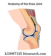 Anatomy of the knee joint Anatomy of the knee joint