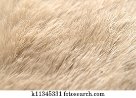 Animal Hide Photos | Our Top 1000+ Animal Hide Images | Fotosearch