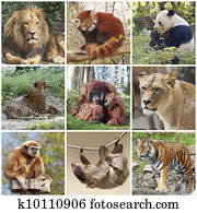 Animals Animals