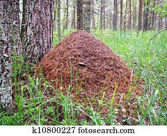 Anthill Anthill