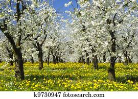 apple tree apple tree