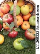 apples apples