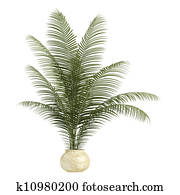 Areca palm houseplant Areca palm houseplant