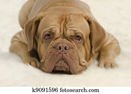 Attentive wrinkled dog looking at camera