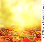 autumn background autumn background