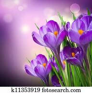 açafrão, flores mola