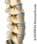 Backbone Spinal nerve - side view Backbone Spinal nerve - side view