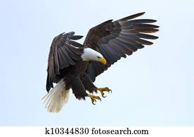 Bald Eagle Bald Eagle