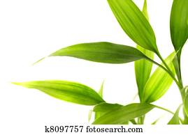 Bamboo leaves isolated on white background