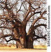 Baobab