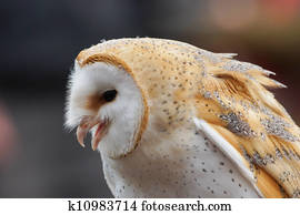 Barn Owl / tyto alba Barn Owl / tyto alba