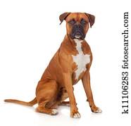 Beautiful Boxer dog Beautiful Boxer dog
