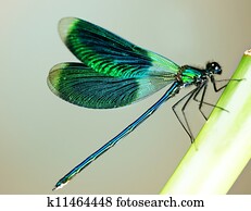 Beautiful Bright Dragonfly Beautiful Bright Dragonfly