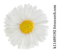 Beautiful Daisy Beautiful Daisy